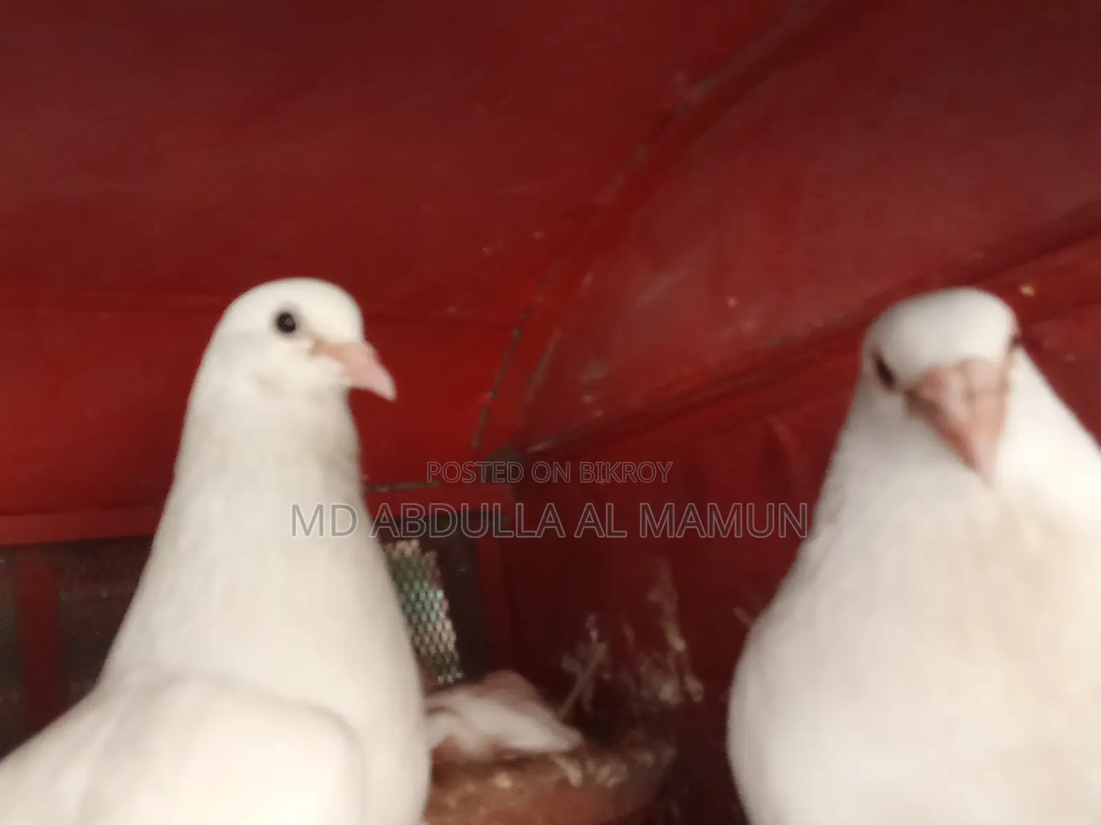 Pigeons for Sale