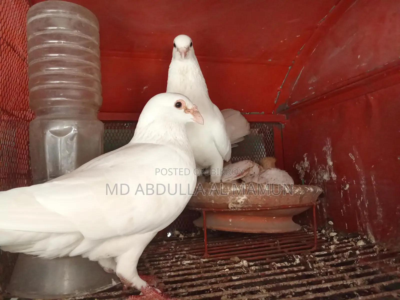 Pigeons for Sale