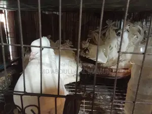 Pigeons for Sale