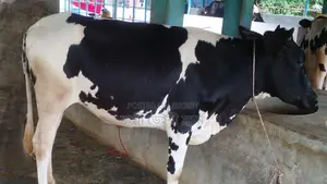 No. 1118 High-Quality Heifer