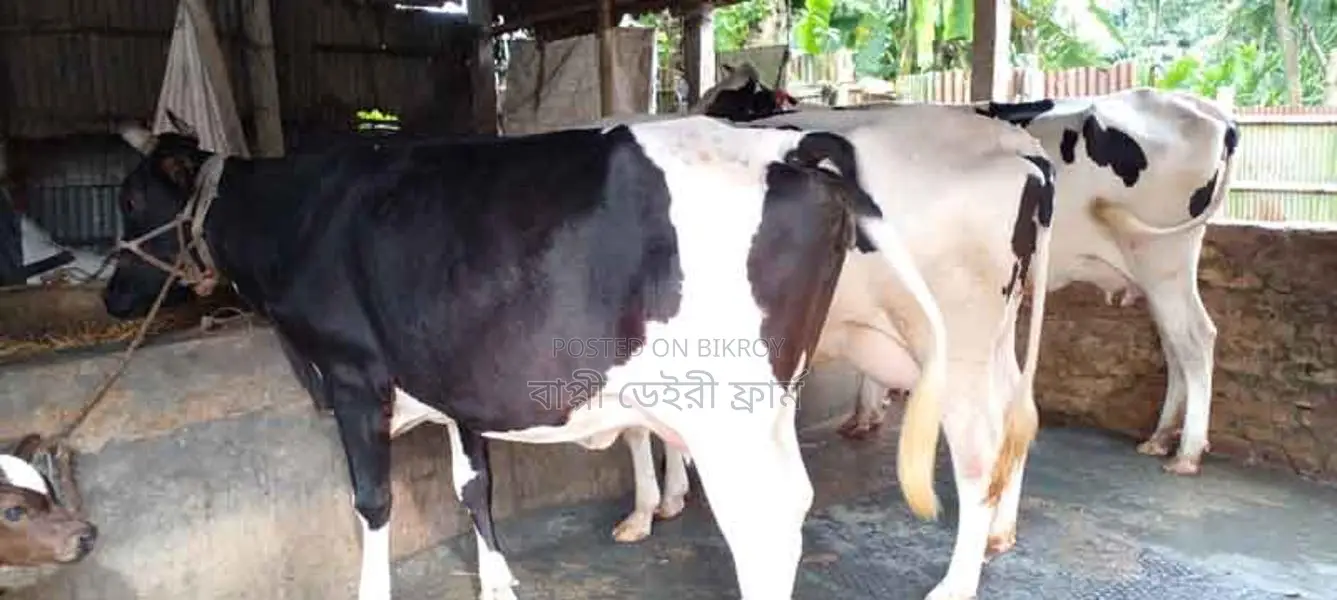 3 Selected High-Quality Cows for Sale (No. 1086)