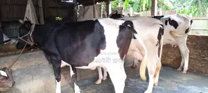3 Selected High-Quality Cows for Sale (No. 1086)