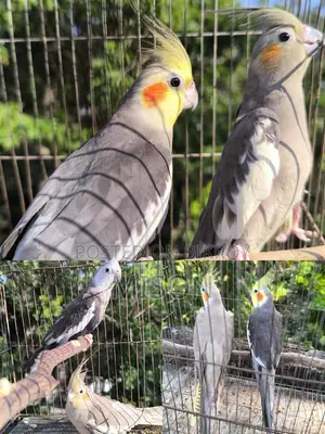 ৩ জোড়া রানিং গ্রে ককাটেল পাখি বিক্রিয় করা হবে