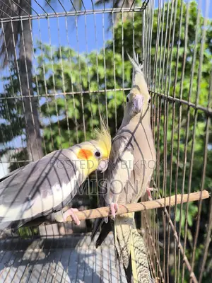 3 Pairs of Running Grey Cockatiel Birds for Sale
