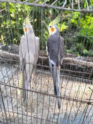 3 Pairs of Running Grey Cockatiel Birds for Sale
