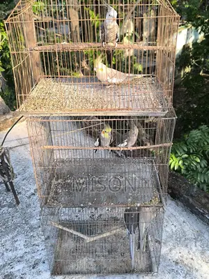 3 Pairs of Running Grey Cockatiel Birds for Sale