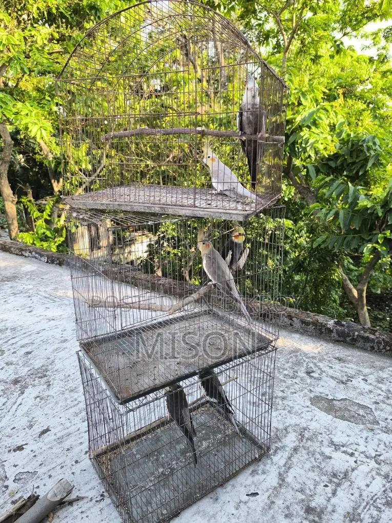3 Pairs of Running Grey Cockatiel Birds for Sale