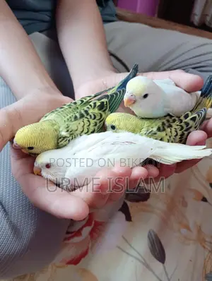 Beautiful Budgerigar(Budgie) Babies for sale