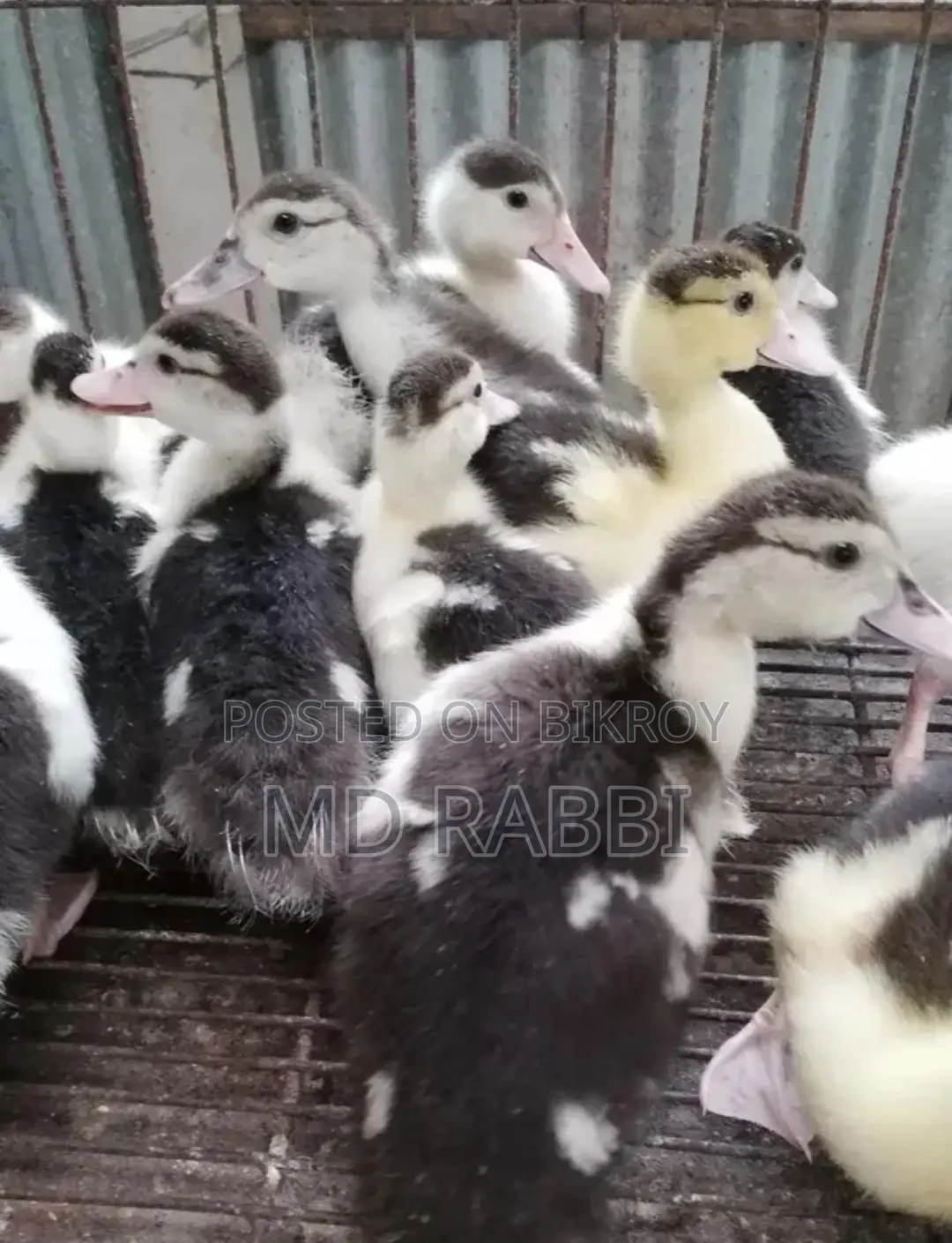 Muscovy Duck