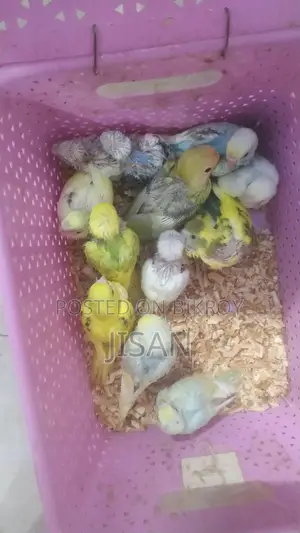 বাজ্রিগার টেম সাইজ বাচ্চা, কথাও শিখাতে পারবেন