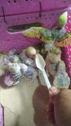 বাজ্রিগার টেম সাইজ বাচ্চা, কথাও শিখাতে পারবেন