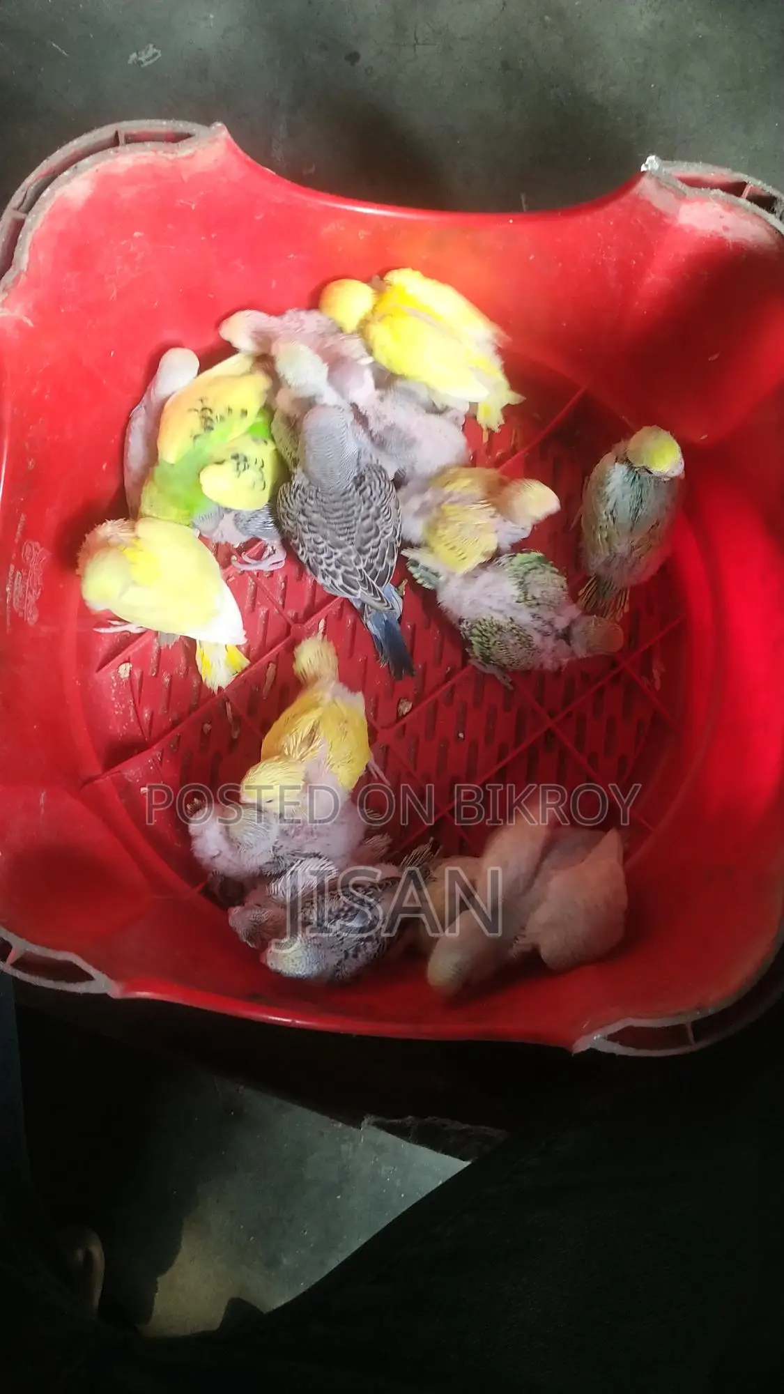 বাজ্রিগার টেম সাইজ বাচ্চা, কথাও শিখাতে পারবেন
