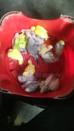 বাজ্রিগার টেম সাইজ বাচ্চা, কথাও শিখাতে পারবেন