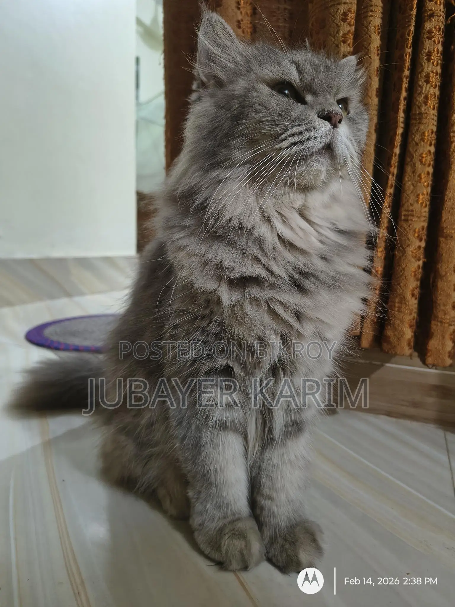 Persian Ash Calico