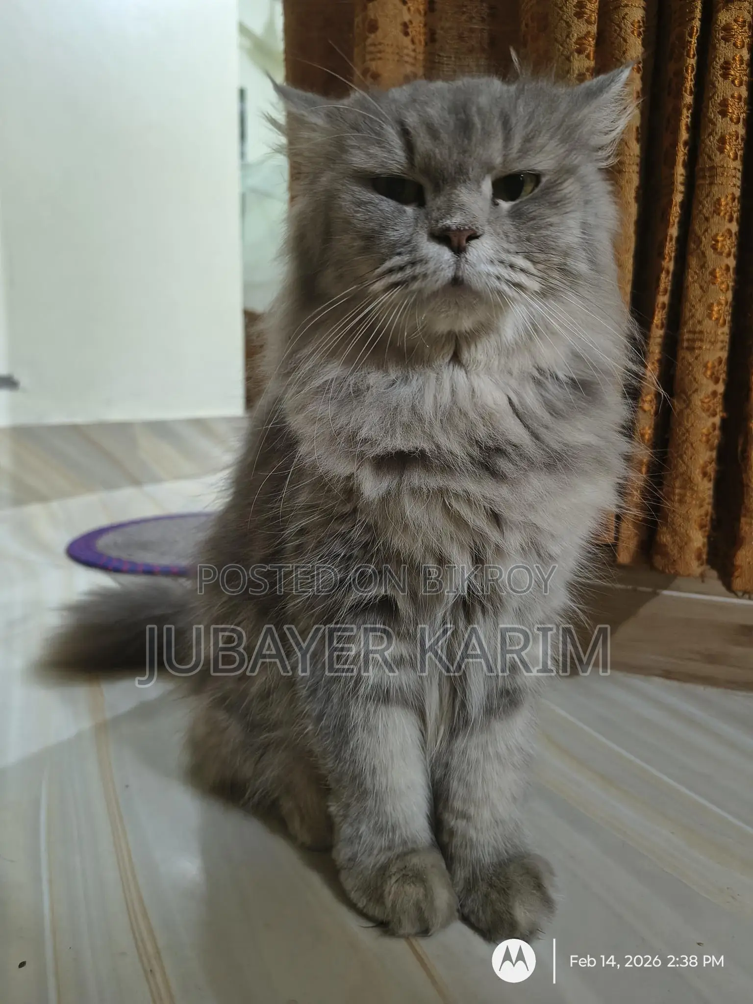 Persian Ash Calico