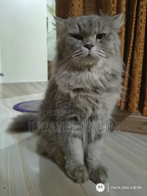 Persian Ash Calico