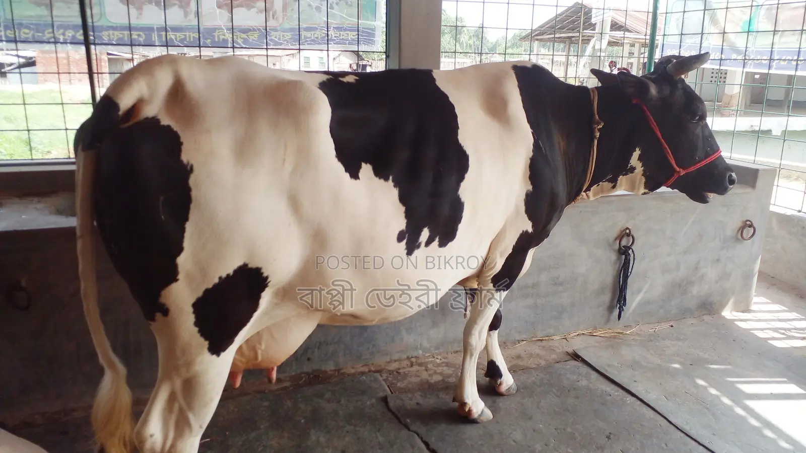 Cow No. 1153, High-Quality Breed.