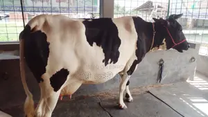 Cow No. 1153, High-Quality Breed.