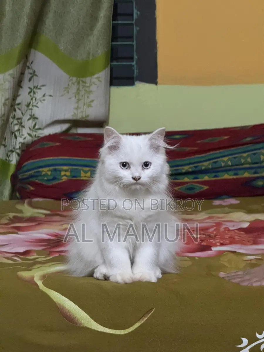 Blue Eyes Pure Persian Cat Triple Coated