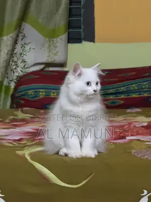 Blue Eyes Pure Persian Cat Triple Coated