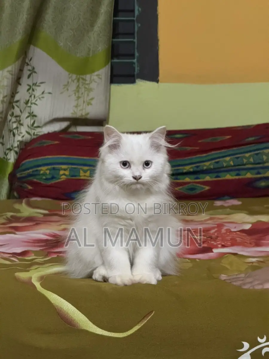 Blue Eyes Pure Persian Cat Triple Coated