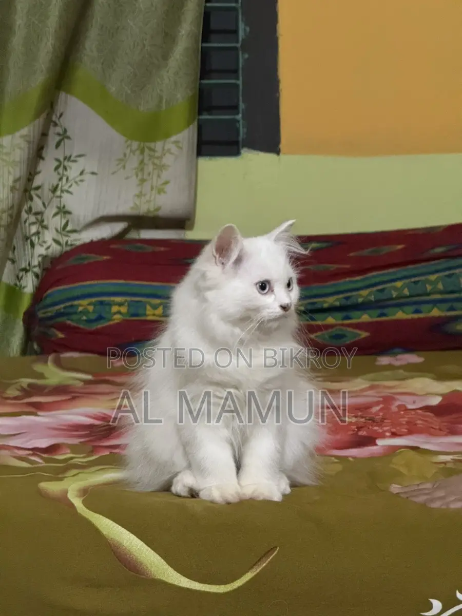 Blue Eyes Pure Persian Cat Triple Coated