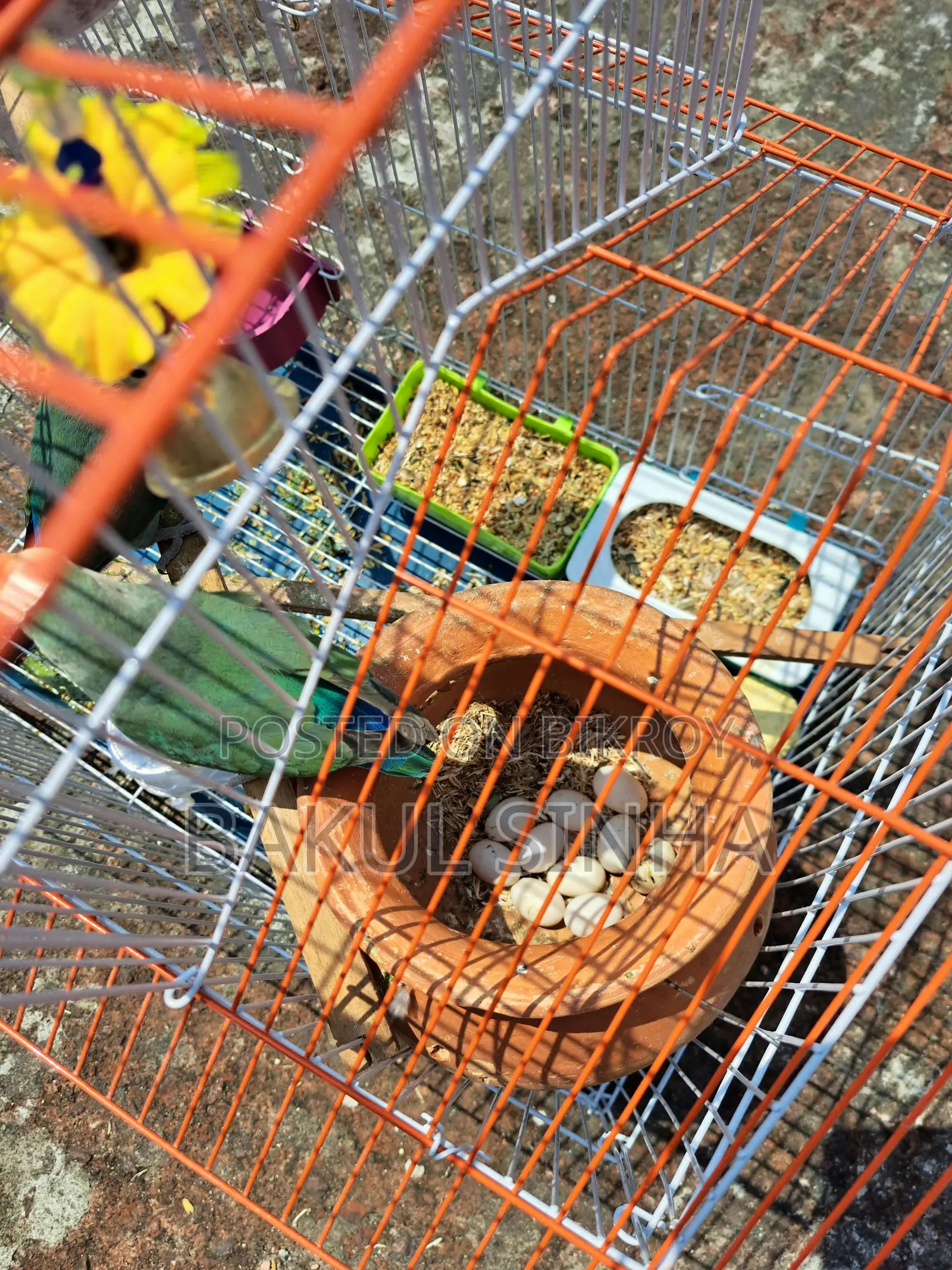 Lovebirds 2 Ta with Eggs