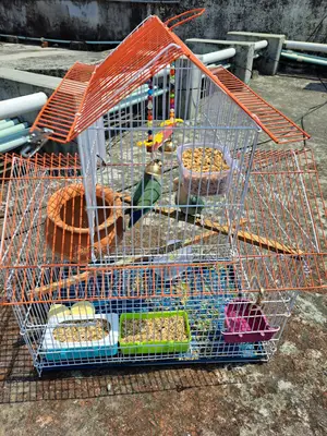 Lovebirds 2 Ta with Eggs