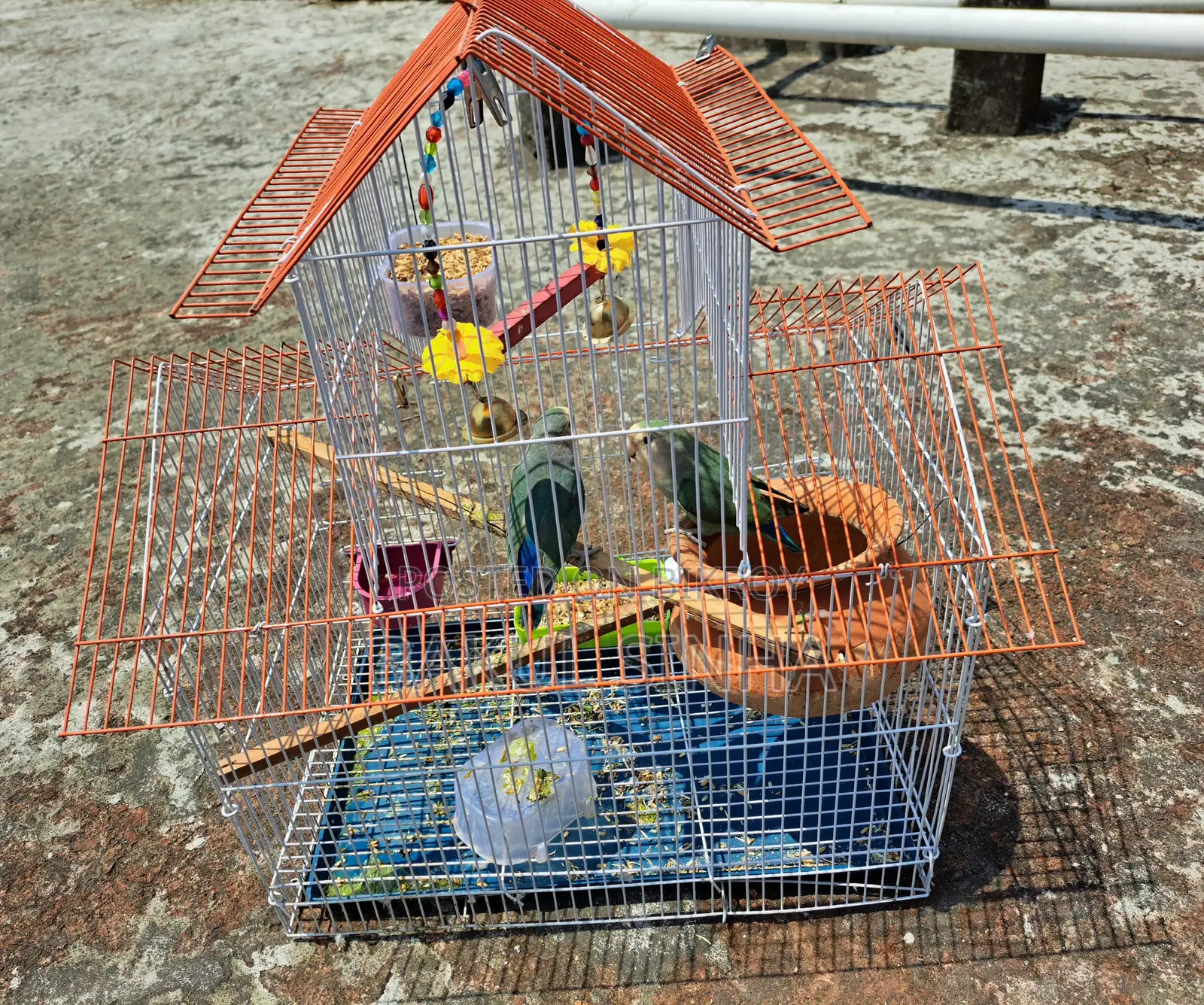 Lovebirds 2 Ta with Eggs