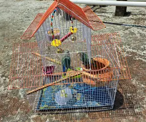 Lovebirds 2 Ta with Eggs