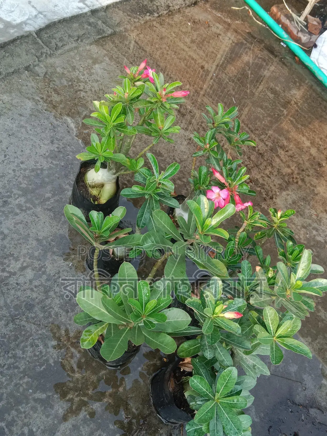 Adonium For Sale
