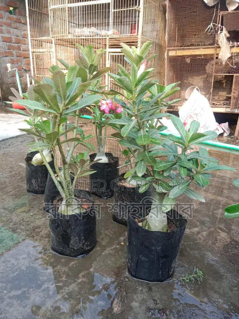 Adonium For Sale
