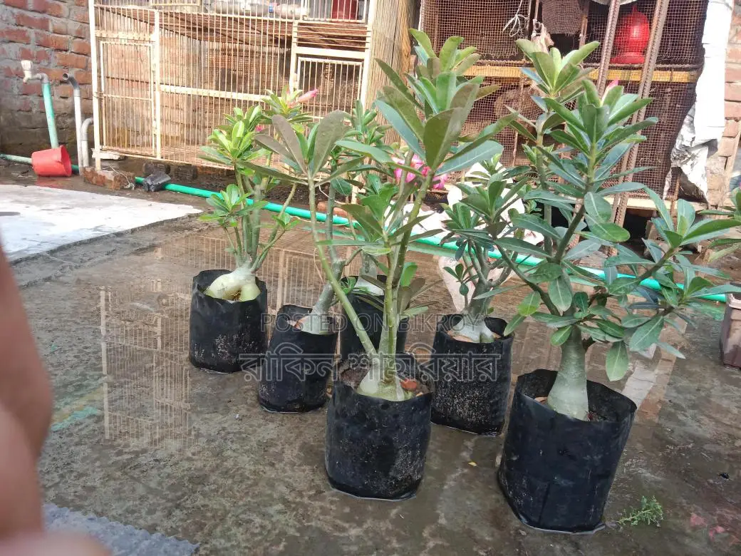 Adonium For Sale