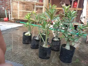 Adonium For Sale