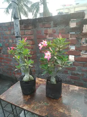 Adonium For Sale
