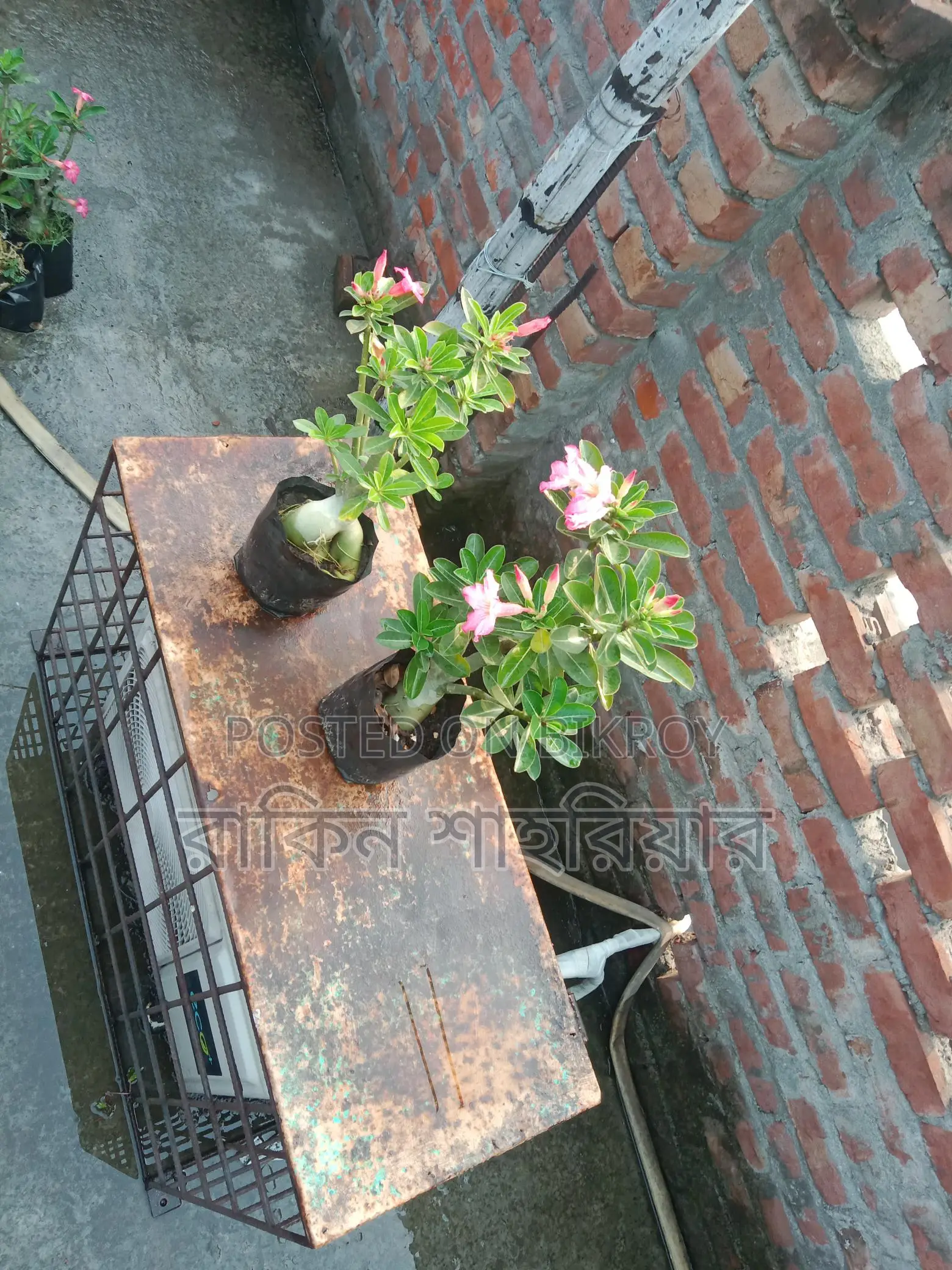 Adonium For Sale
