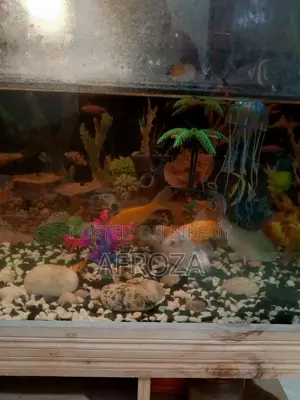 Fish with Aquarium For Sell in Cheap Price