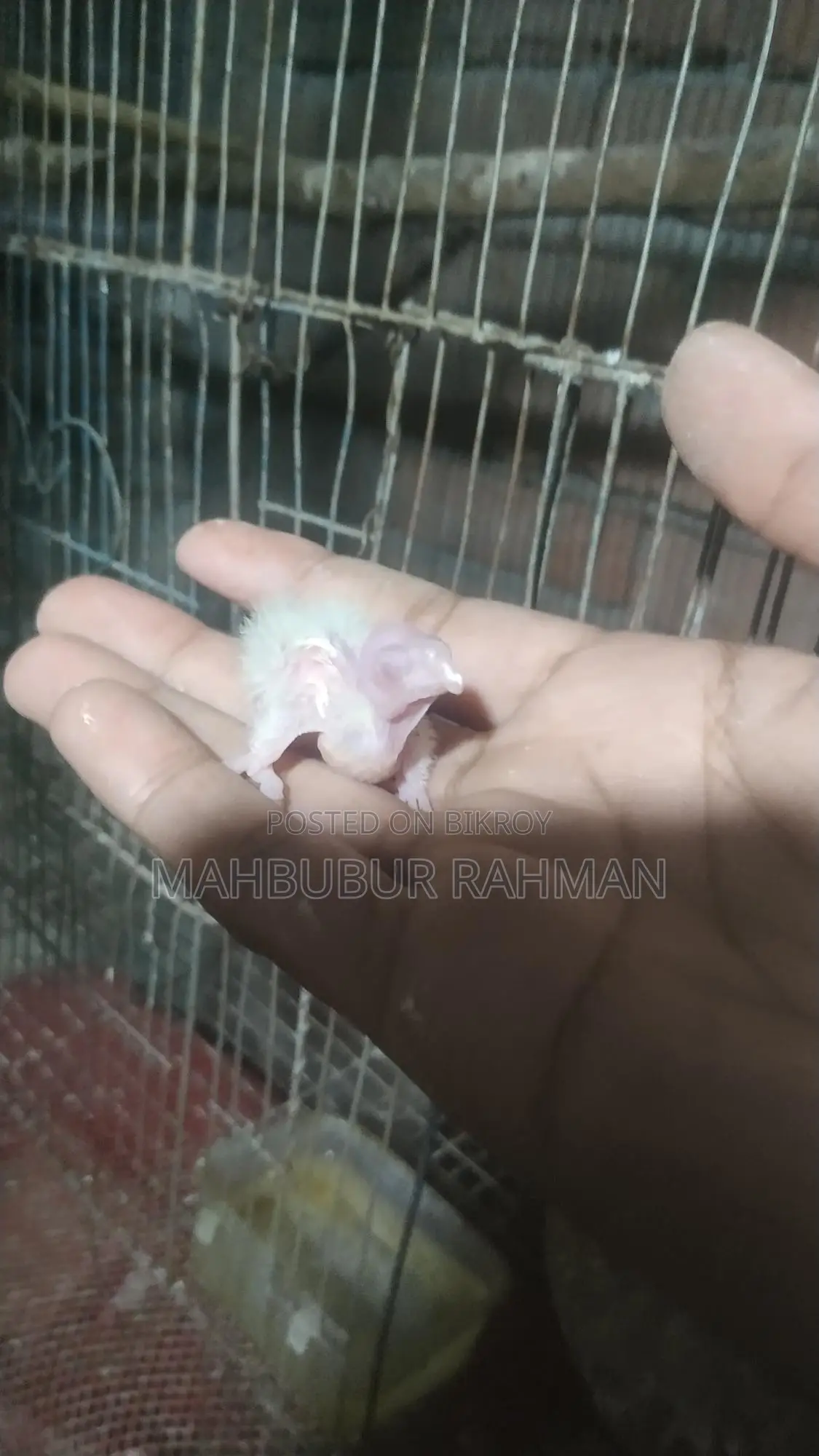 Running Japanese Quail and King Quail for Sale