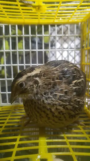Running Japanese Quail and King Quail for Sale