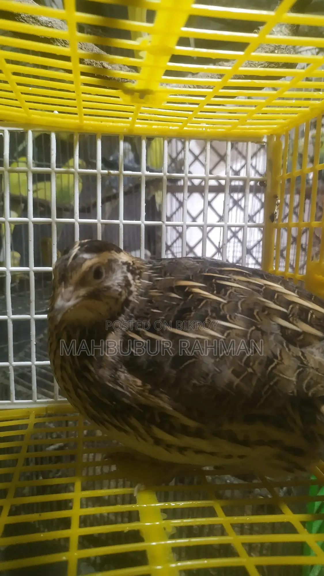Running Japanese Quail and King Quail for Sale