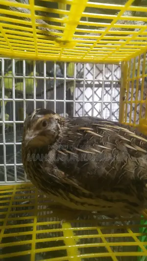 Running Japanese Quail and King Quail for Sale