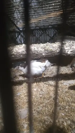 Running Japanese Quail and King Quail for Sale