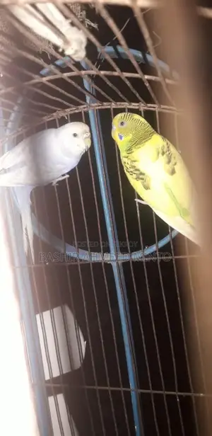 High-Quality Budgies