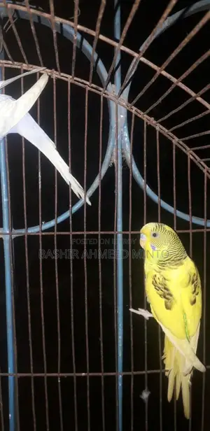 অনেক ভালো মানের বাজিগর