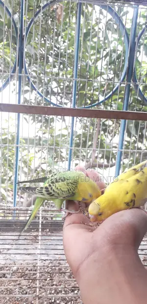 অনেক ভালো মানের বাজিগর