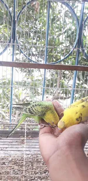 অনেক ভালো মানের বাজিগর