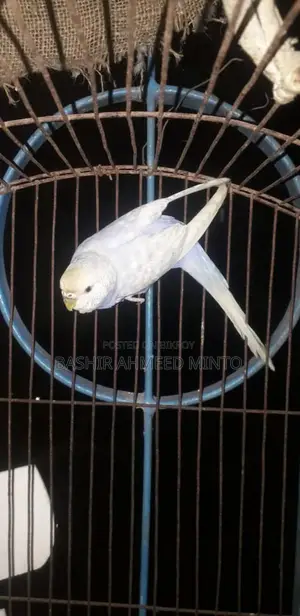 অনেক ভালো মানের বাজিগর