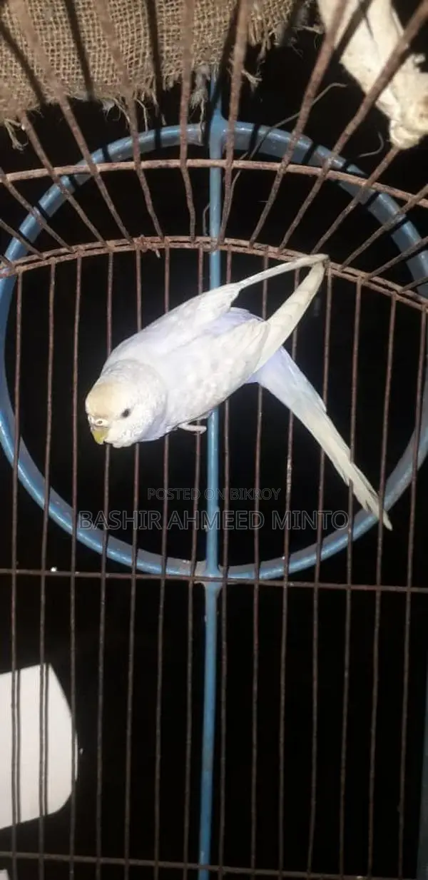 অনেক ভালো মানের বাজিগর