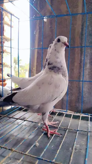 ️️For Sell 35 Baby️️