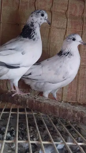 ️️For Sell 35 Baby️️